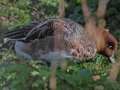Eurasian Wigeon x Chiloe Wigeon hybrid